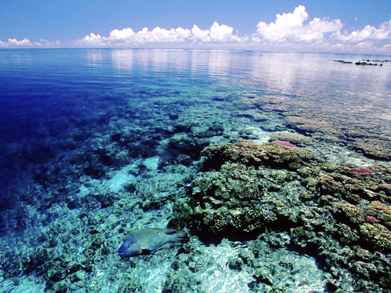 Image result for tahiti